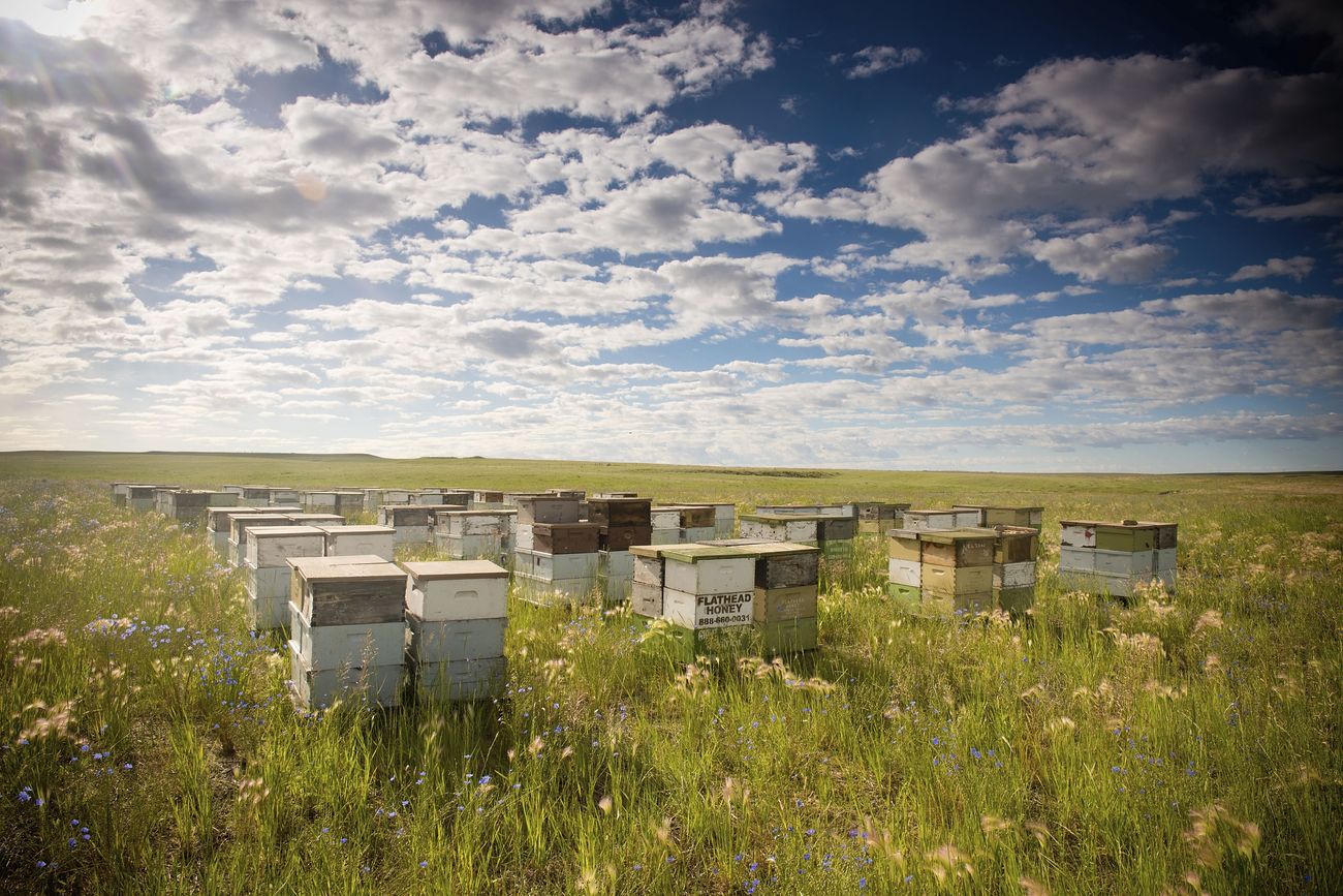 Bee hives on the John