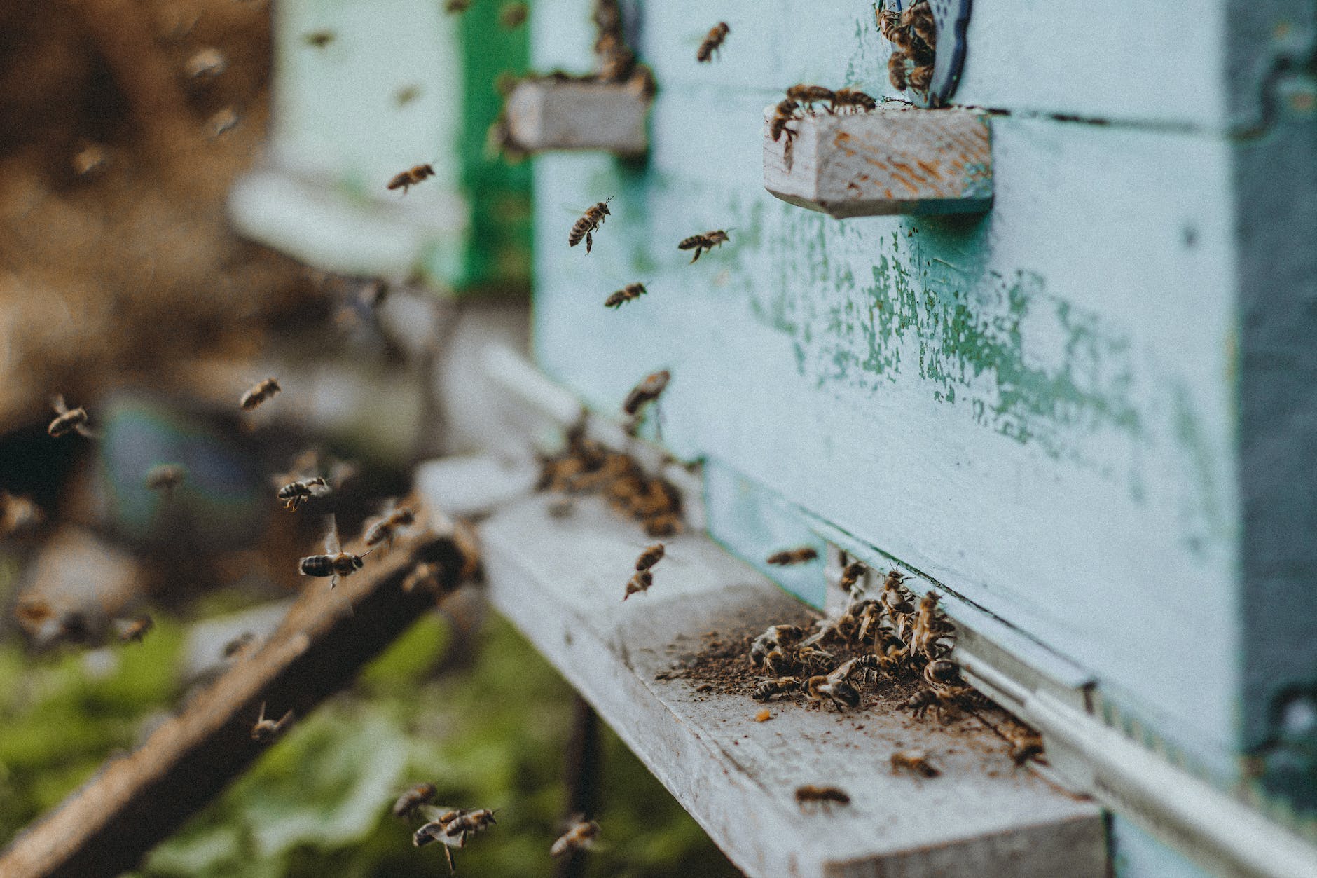 close up photo of bees