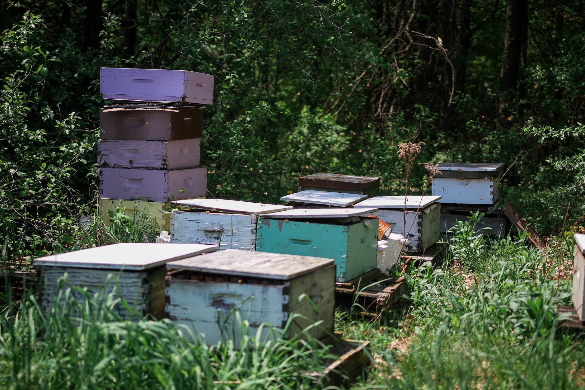 boxes of bee hives on apiary