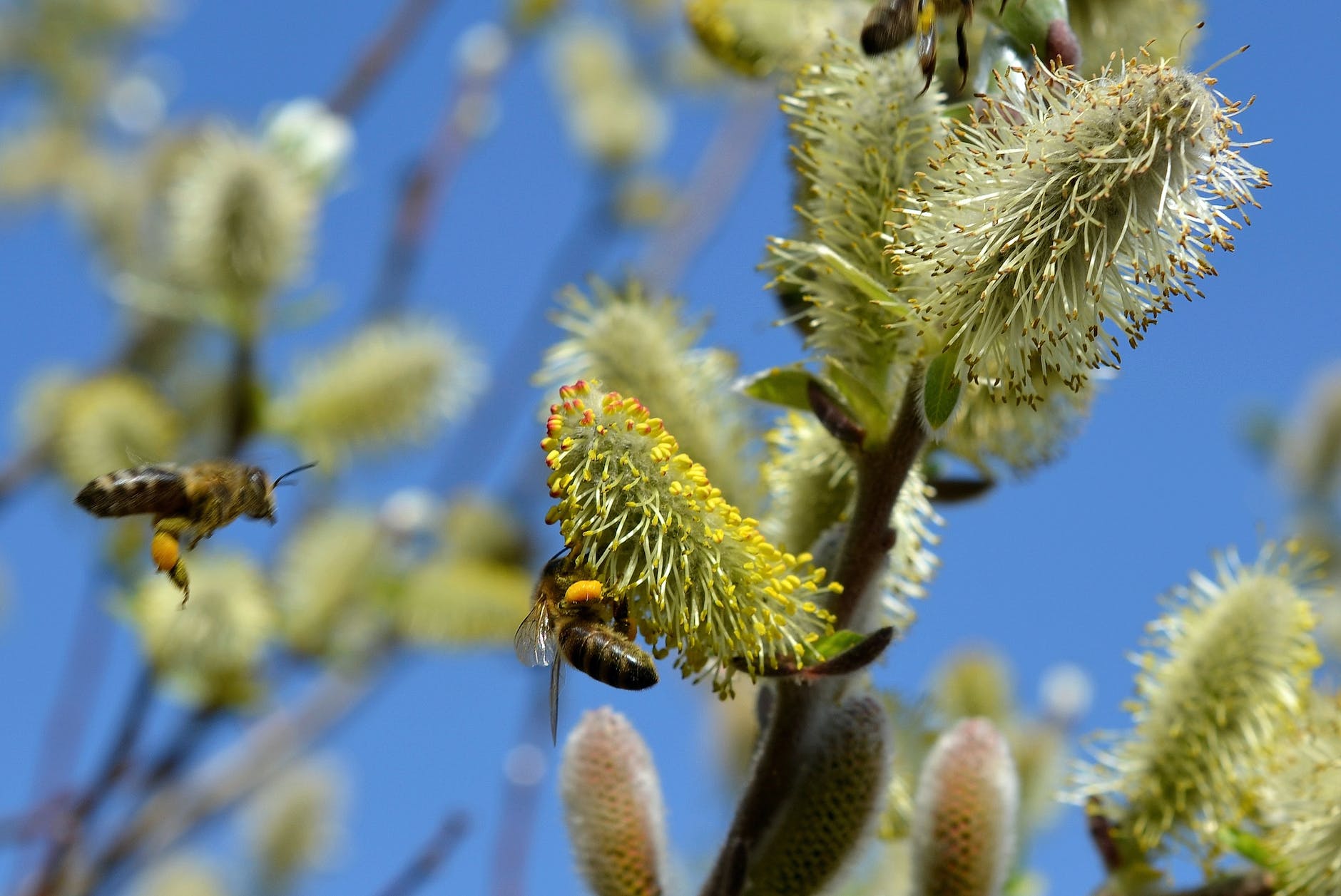 bees bloom blossom blur